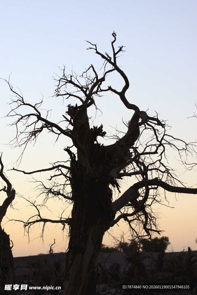枯树剪影 日暮荒野景象