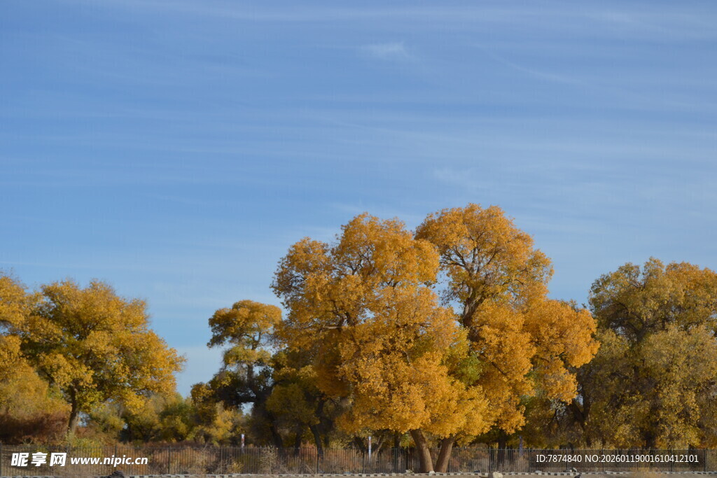 秋日金黄树林美景