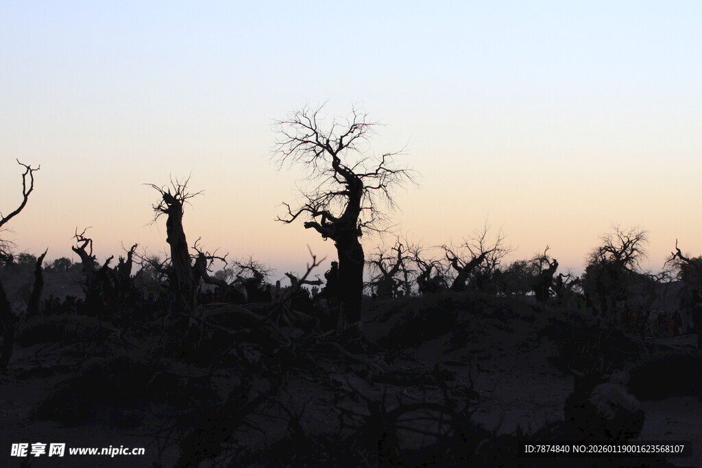 夕阳下的枯树林景观