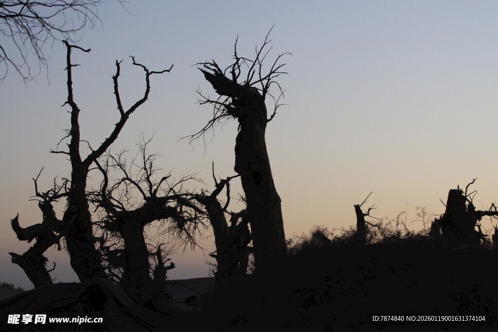 枯树剪影 日暮沙漠景象