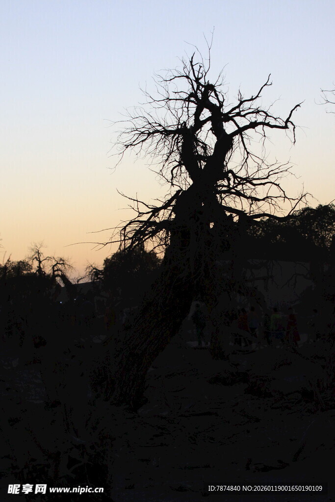 夕阳下的枯树剪影