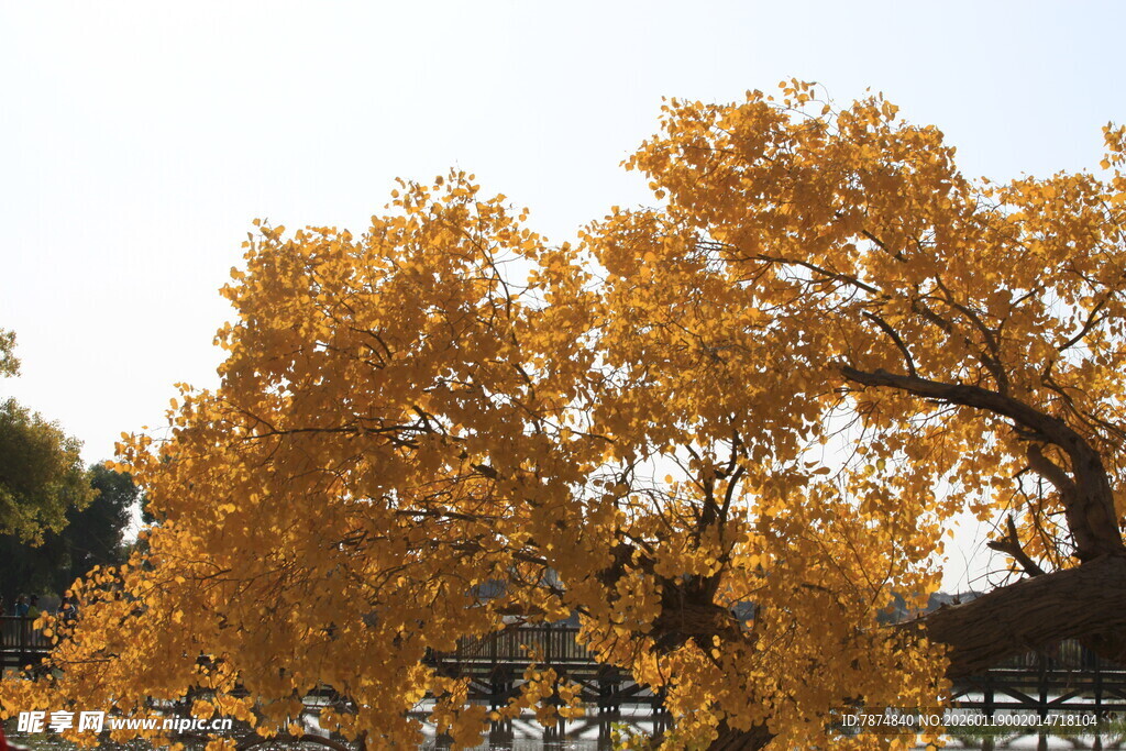 秋日金黄树木景致