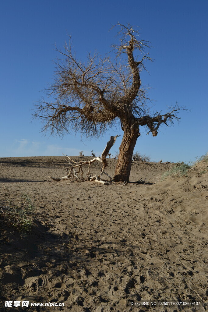 沙漠孤树 尽显苍凉之美