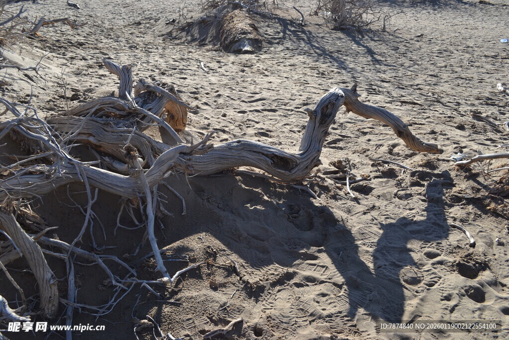 沙漠中枯树根的沧桑景象