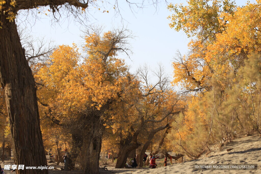 秋日胡杨林美景