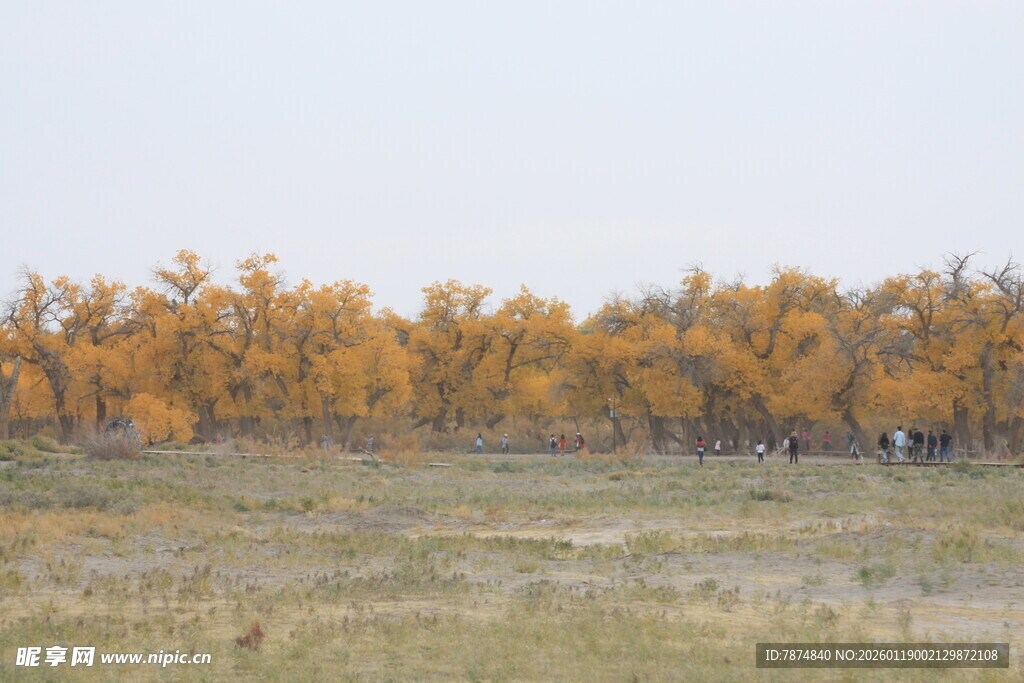 秋日金黄树林开阔景致