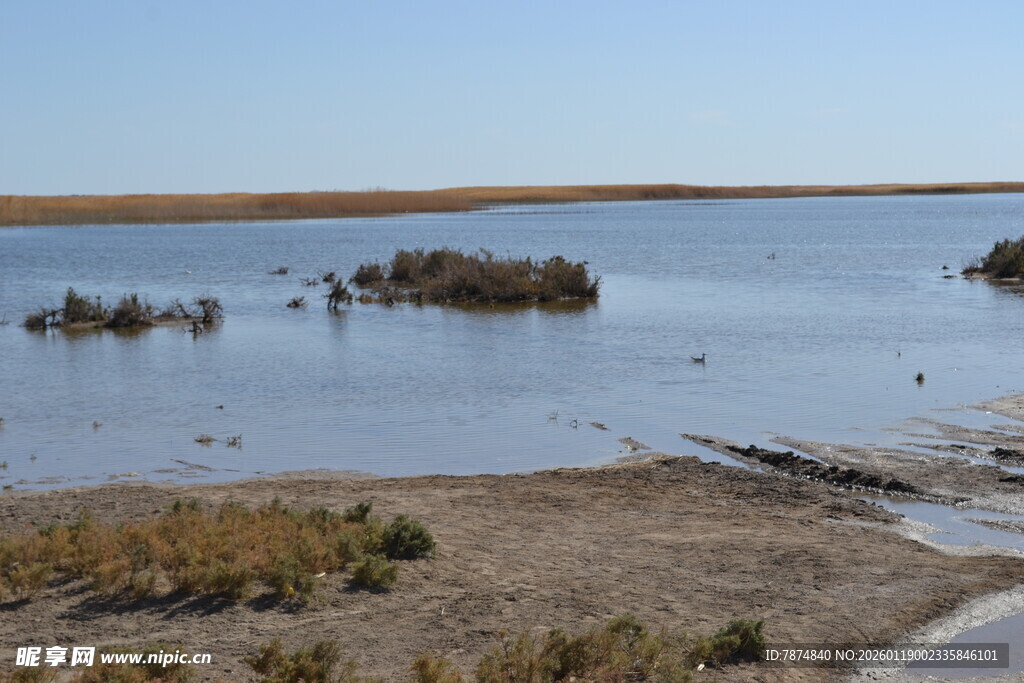 宁静水边湿地景观