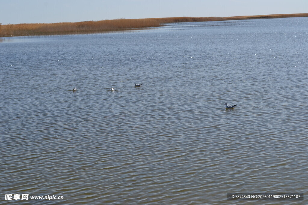 水面上的几只飞鸟