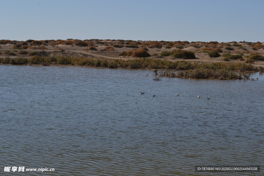 宁静水边的自然景致