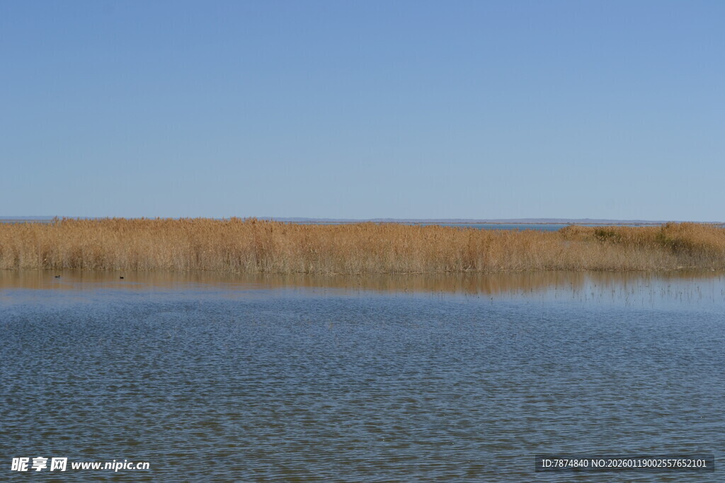 宁静湖畔芦苇荡