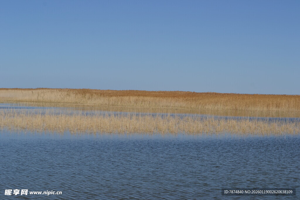广阔水域旁的金黄芦苇地