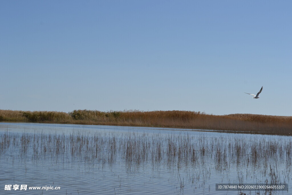 宁静水边芦苇与飞鸟景色