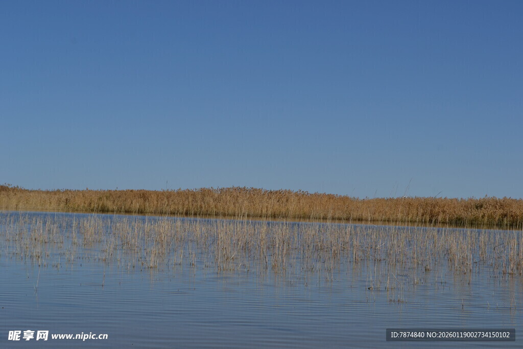平静湖面映着岸边芦苇