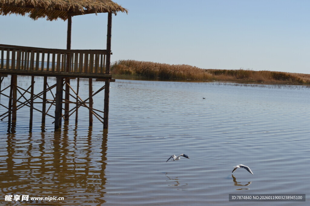 水上木屋旁的飞翔鸟儿