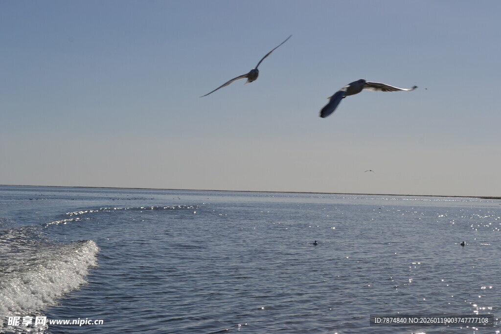 海鸟伴船飞翔于海面