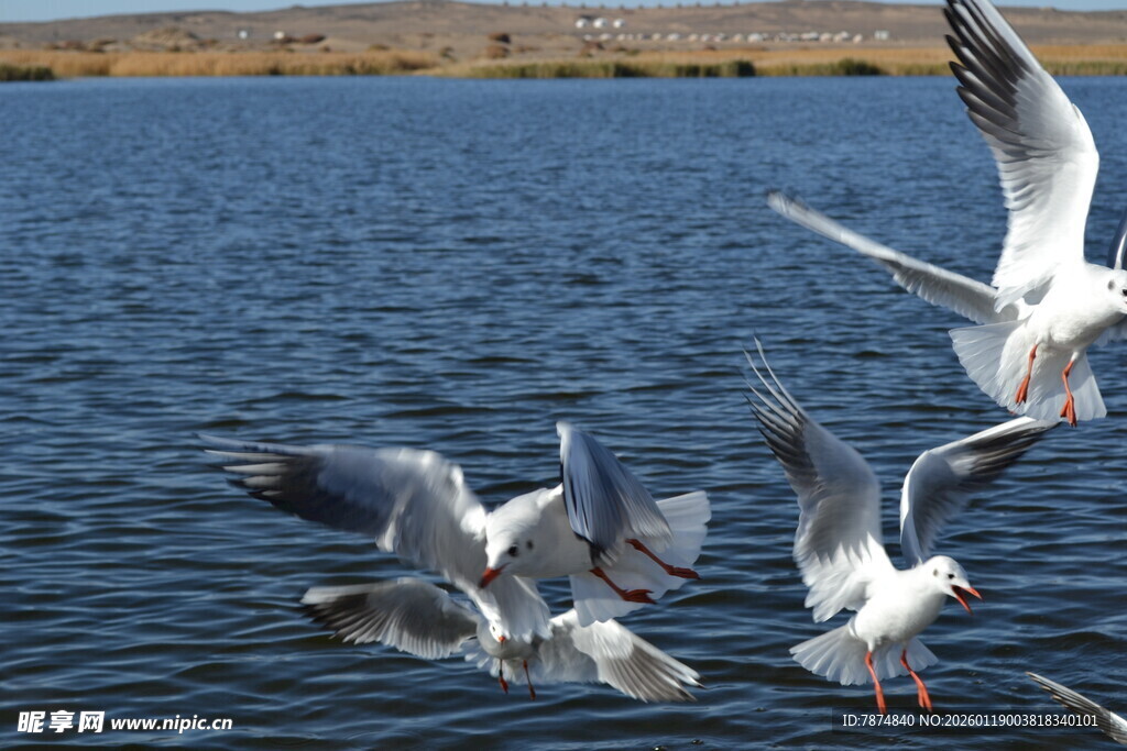湖畔群鸥飞舞