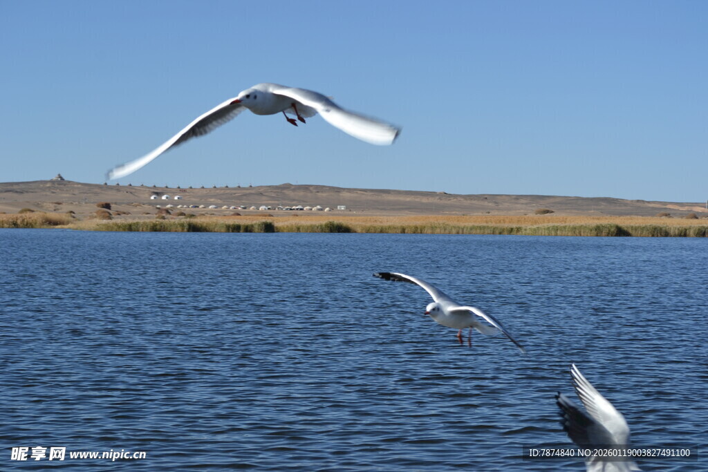 湖畔飞翔的海鸥