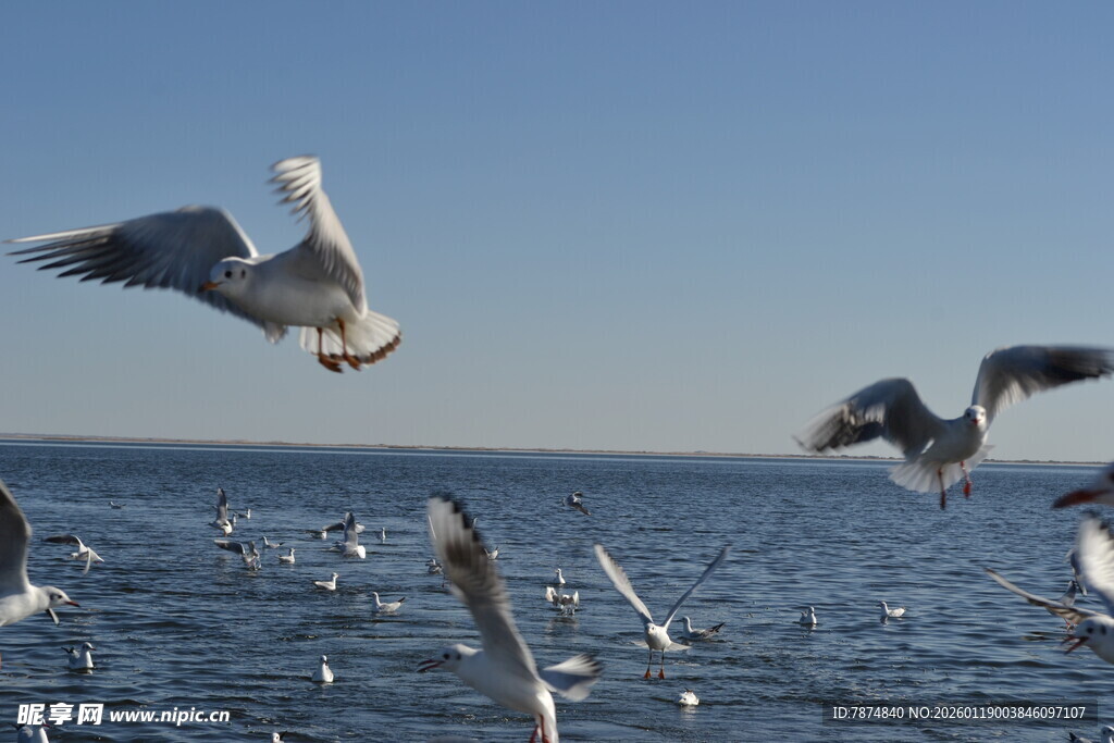 海面上飞翔的成群海鸥