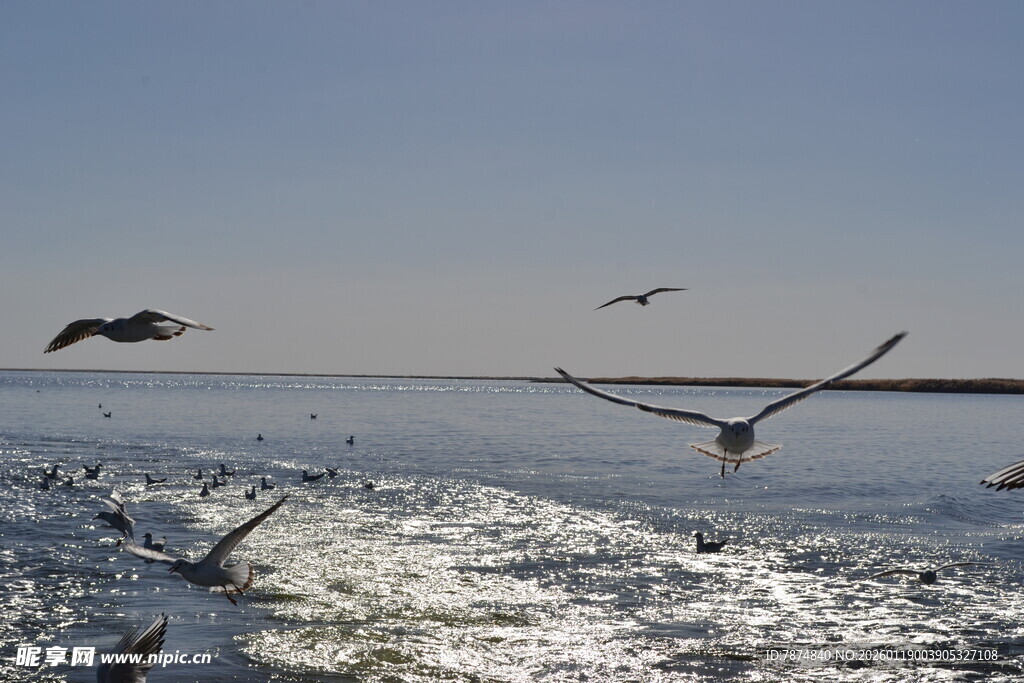 海面飞鸟翱翔的美丽景象