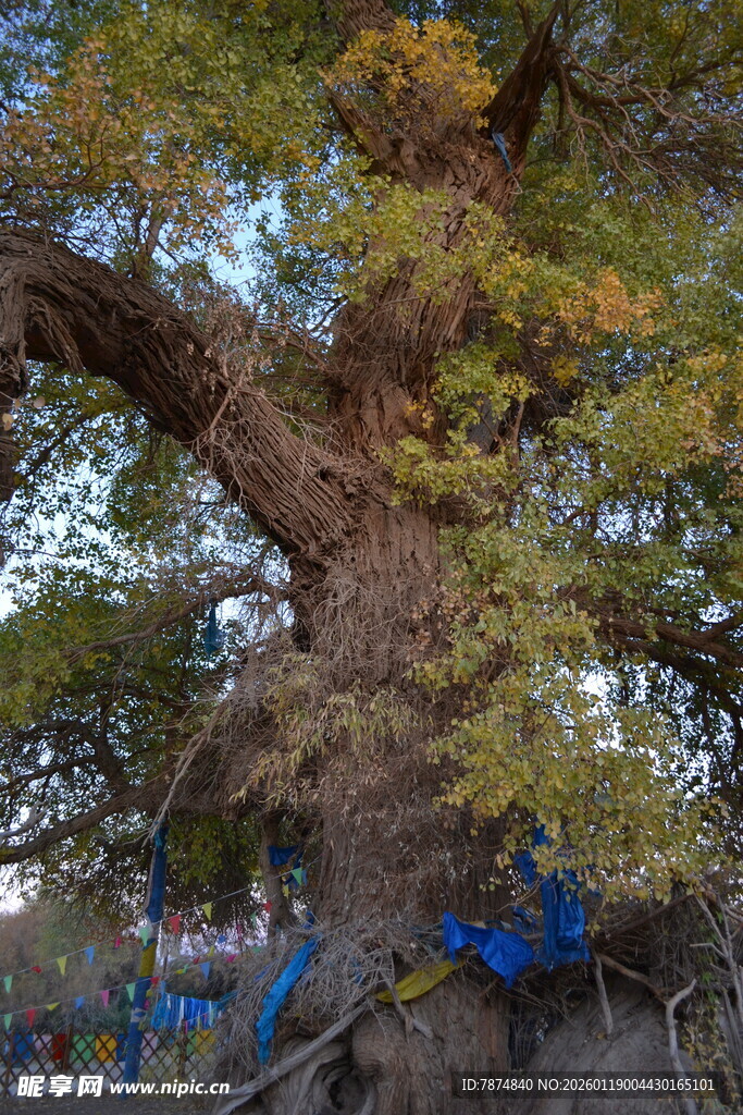 古老银杏树 尽显岁月沧桑