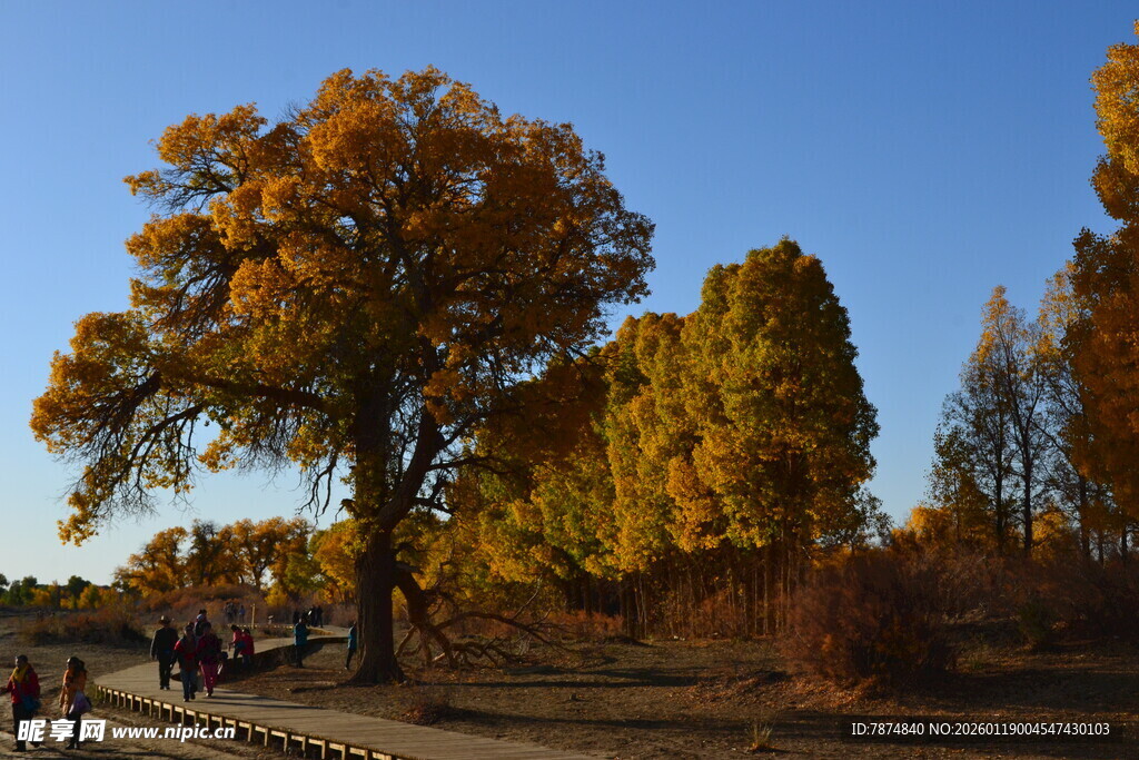 秋日金黄树林美景