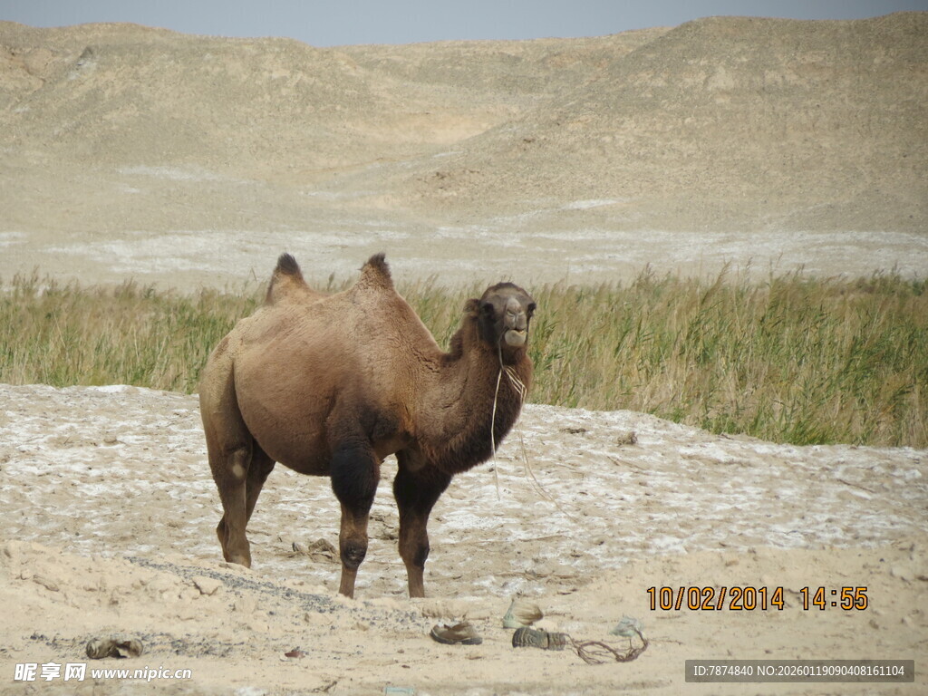 沙漠中的双峰骆驼