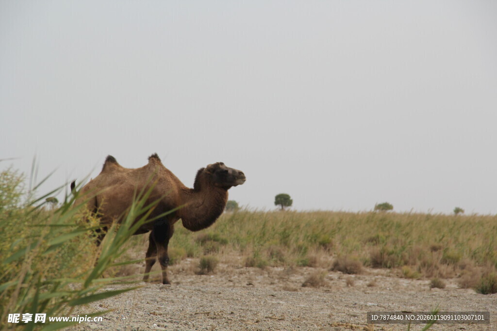 沙漠中的骆驼