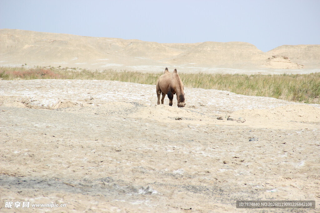 沙漠中行走的骆驼队伍