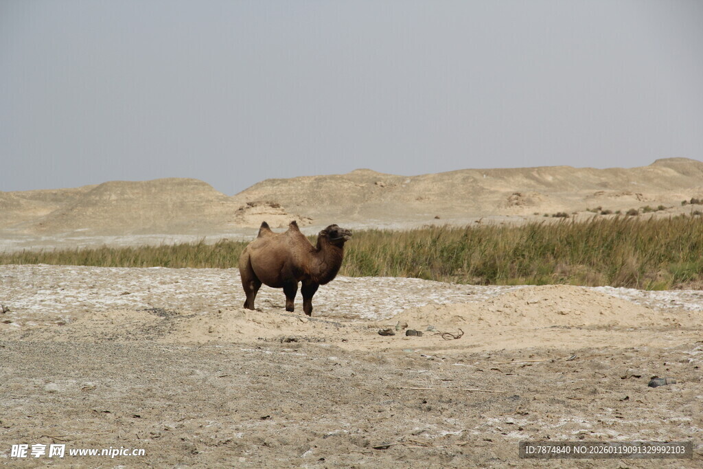 沙漠中的骆驼