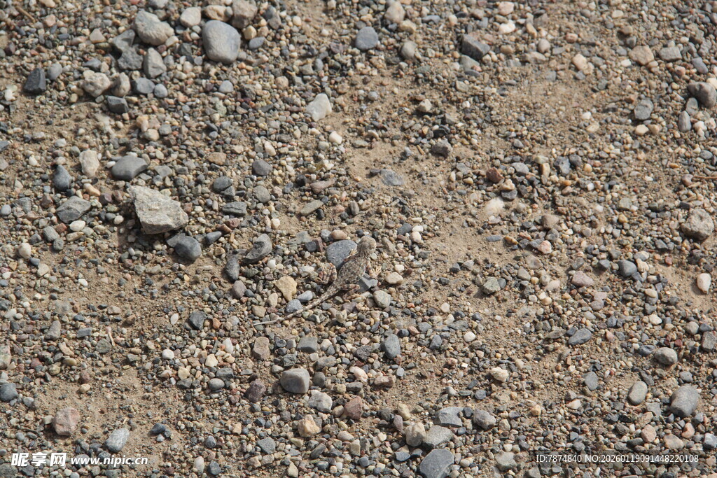 地面上的碎石与沙土