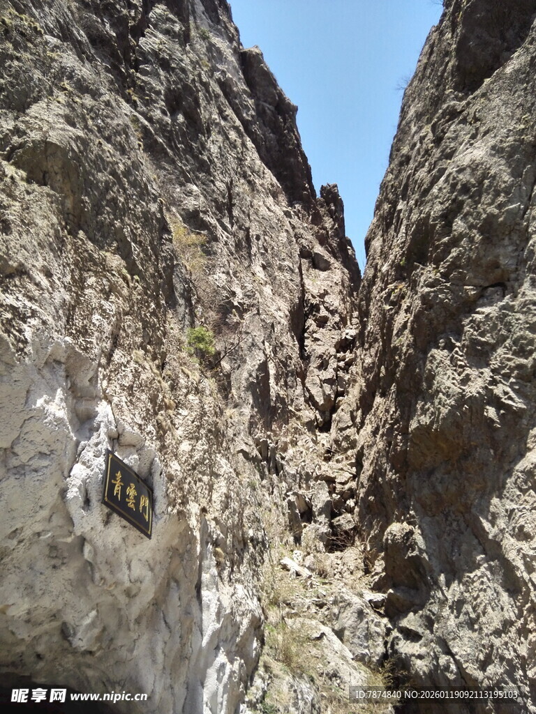 陡峭岩壁上的白色植物