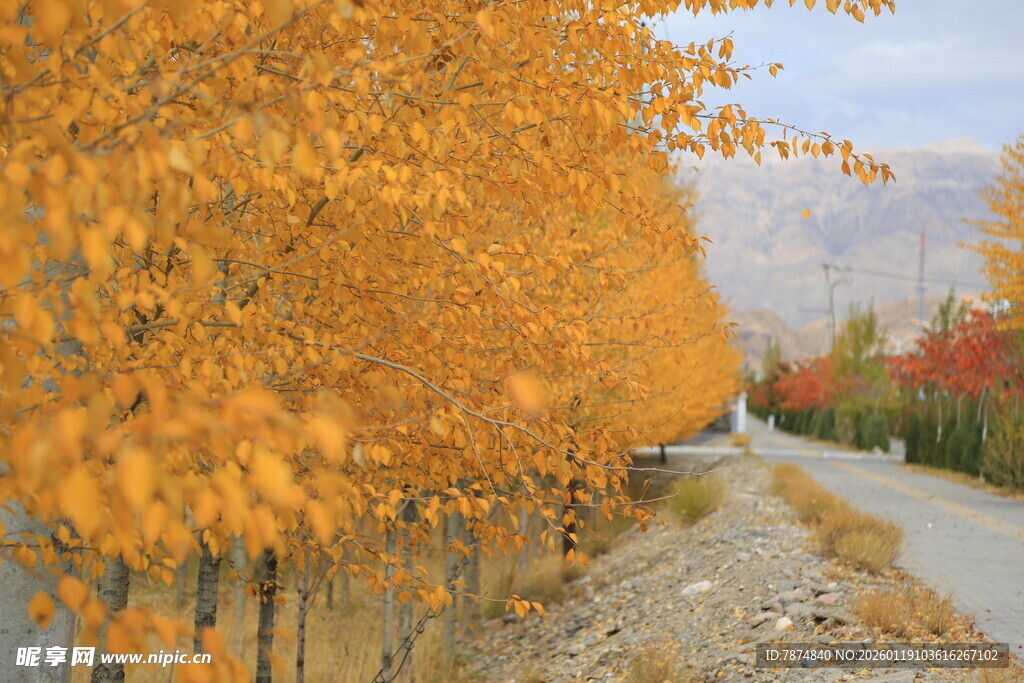 秋日金黄树林旁的小路