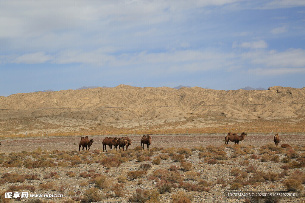 沙漠中的骆驼群