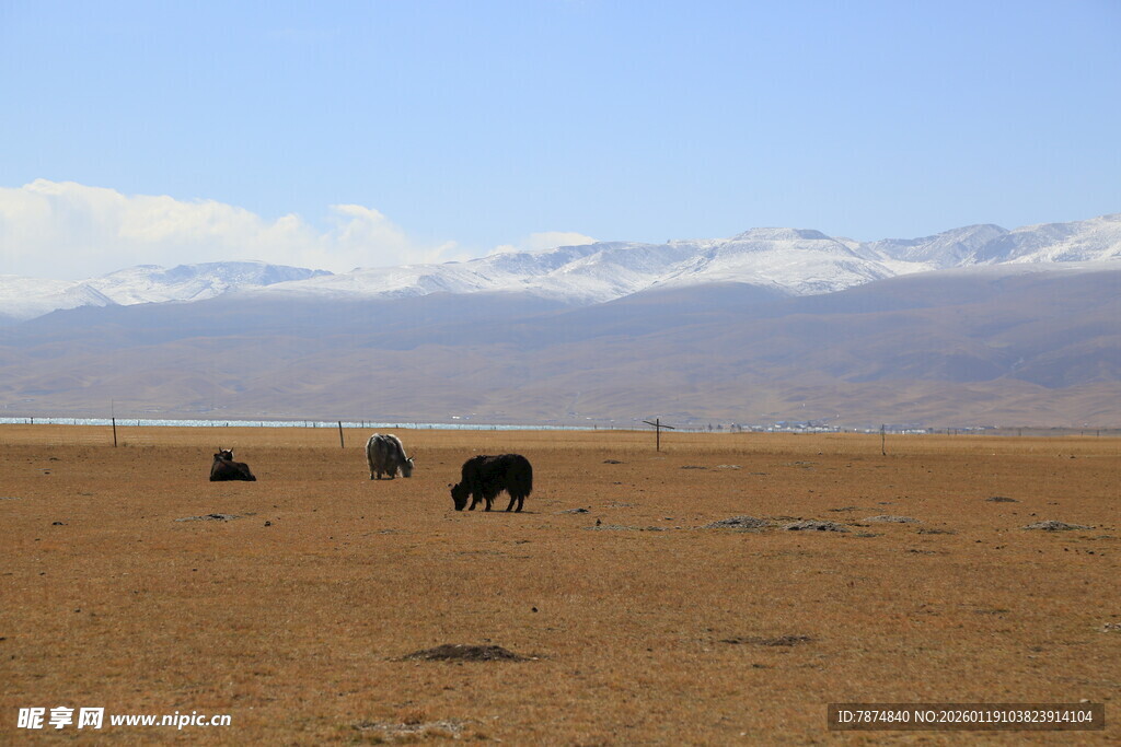 草原上的牦牛群