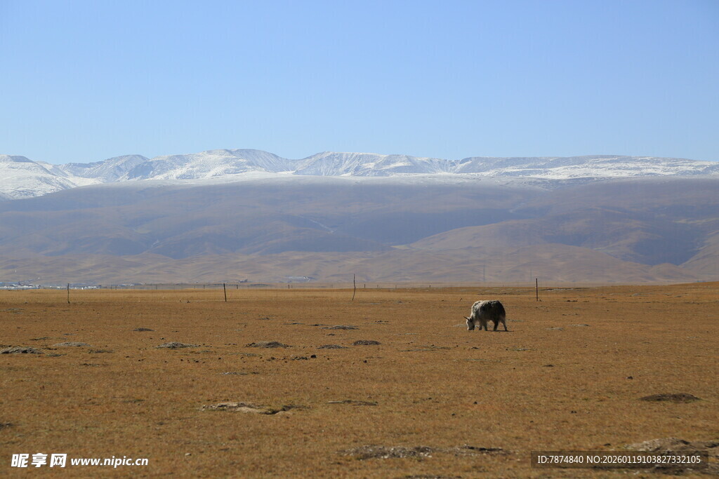 旷野孤牛 远处雪山相伴