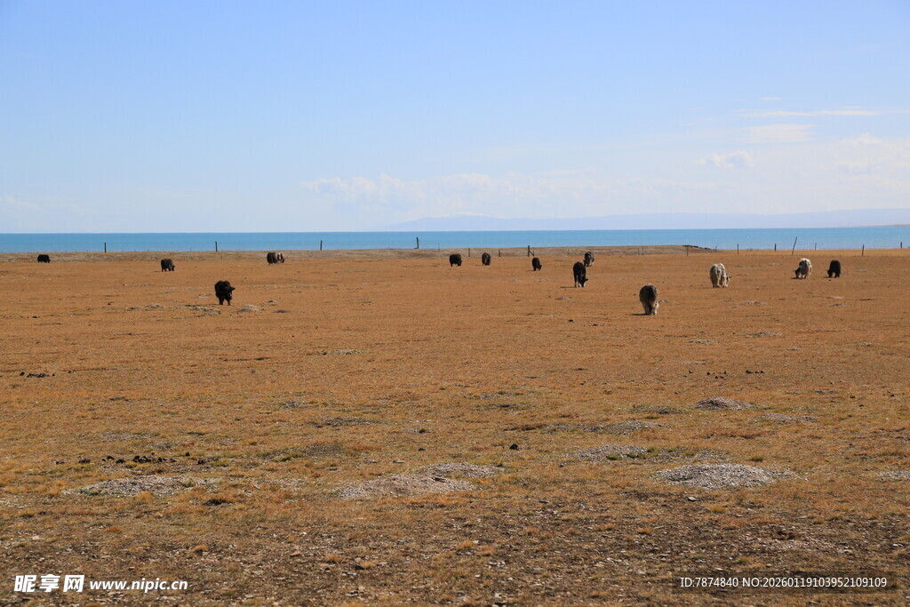 草原上的动物群