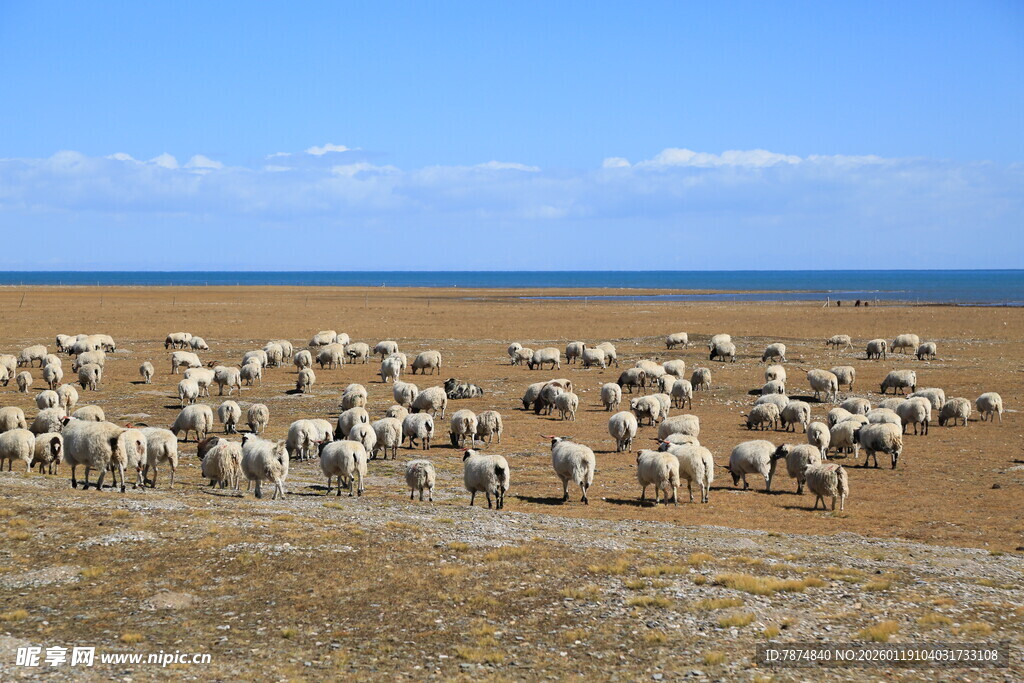 草原上的羊群