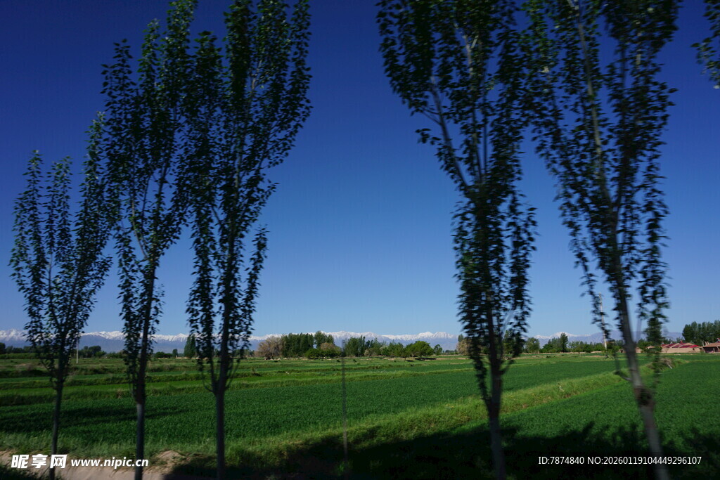 田野边挺立的细长树木