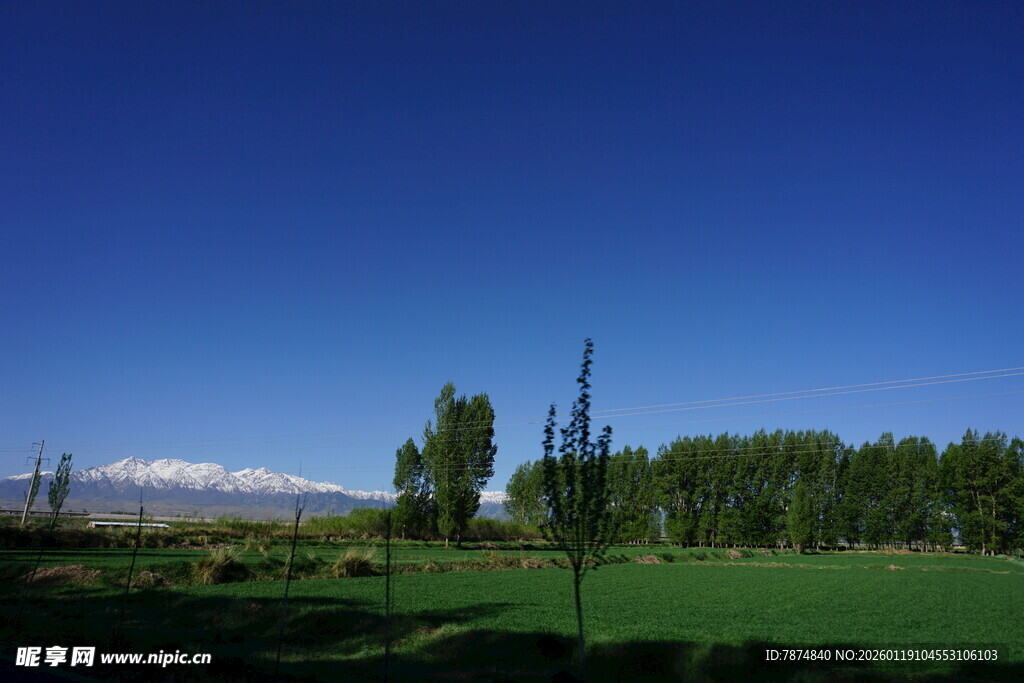 草原蓝天绿树美景
