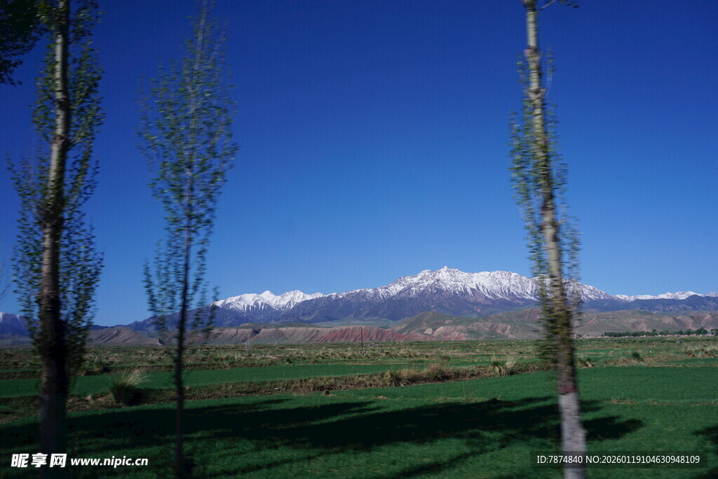 田野雪山旁的挺拔树木