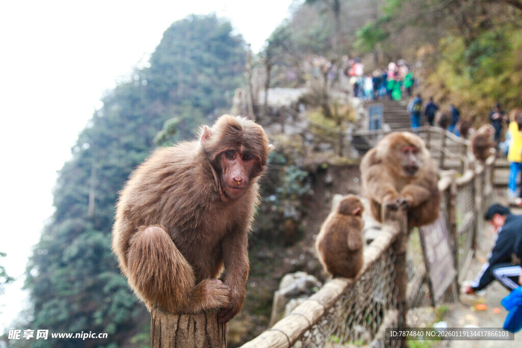 景区栈道上的几只猴子