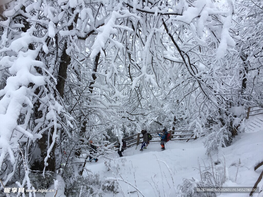 雪覆树林的冬日幽径