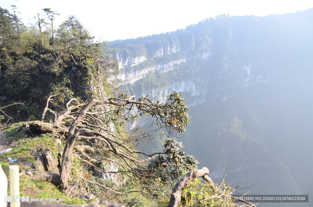 悬崖边倾斜树木景观