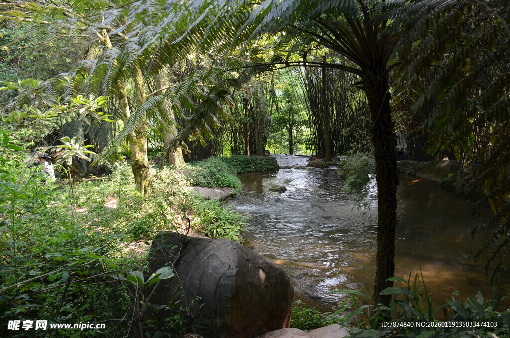 林间溪流 自然静谧之景