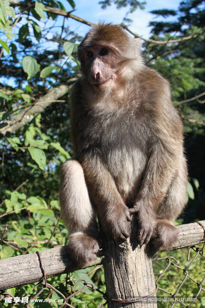 坐于木杆上的猕猴