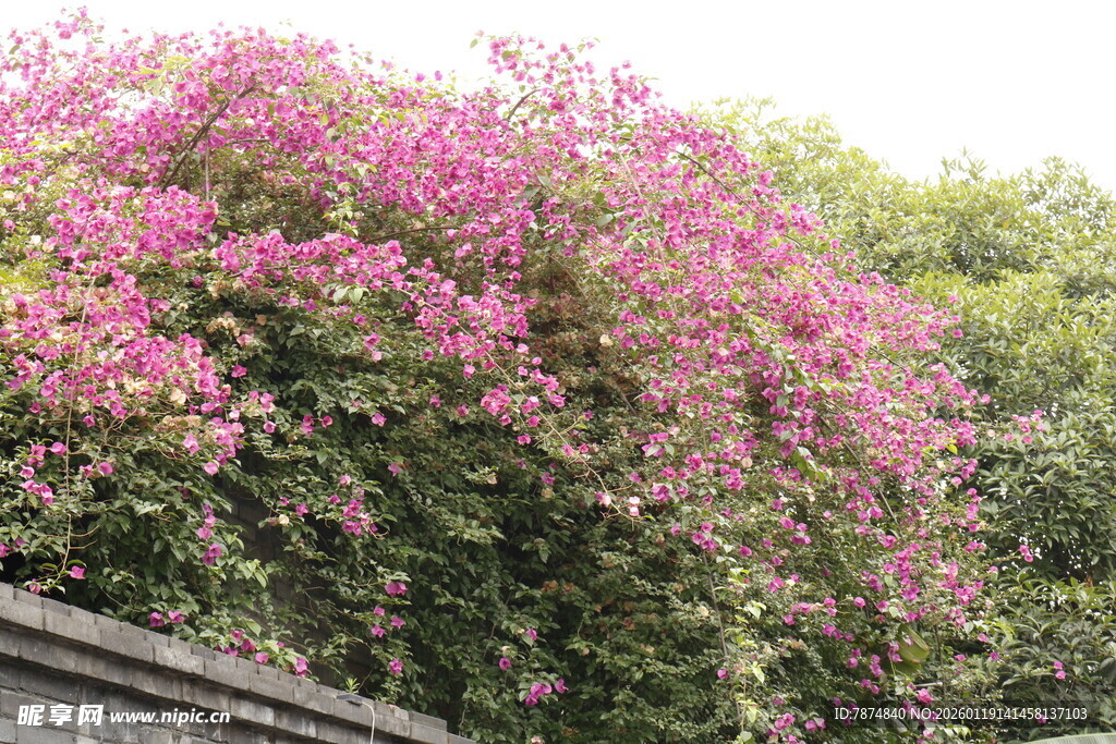 繁花攀墙绽放的美丽景致