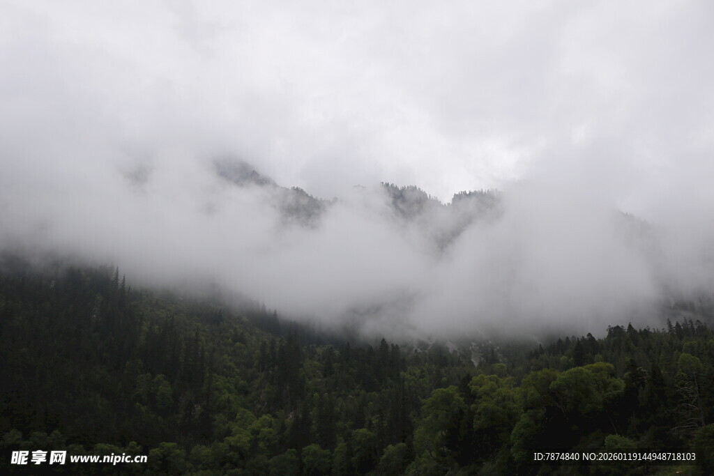 云雾缭绕的山林美景