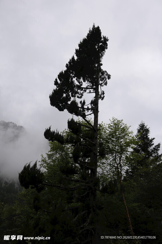 云雾中挺拔的翠绿孤树