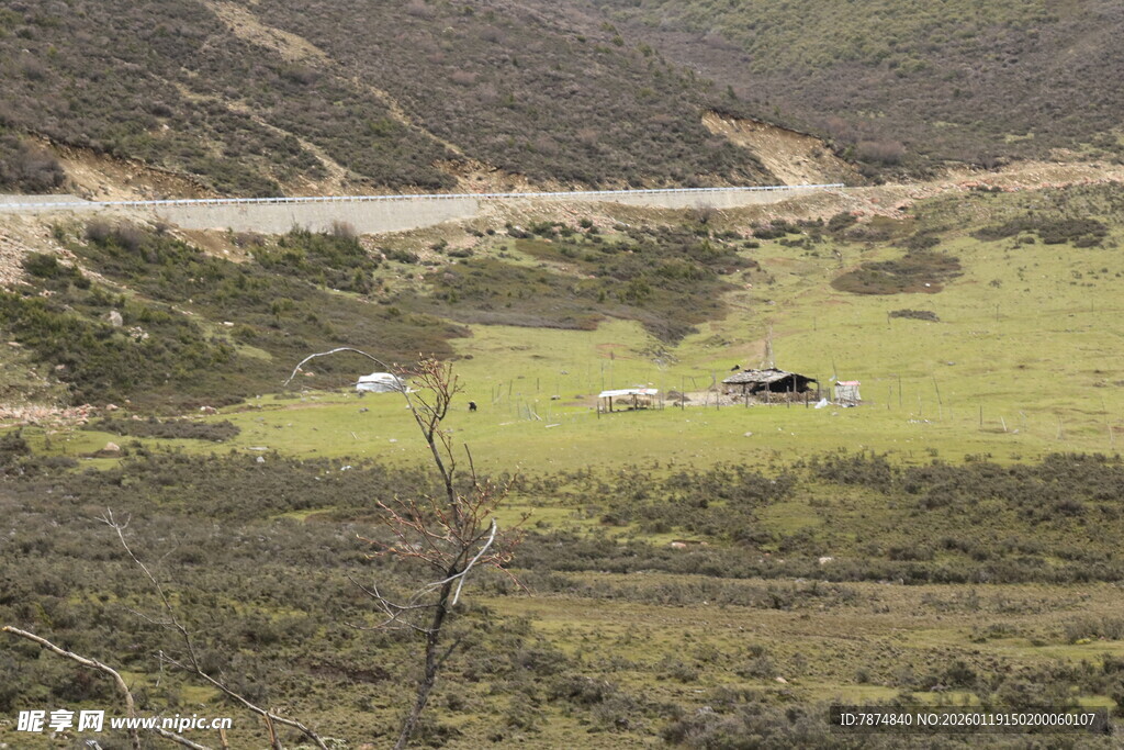 草原上的牛群与蜿蜒小路