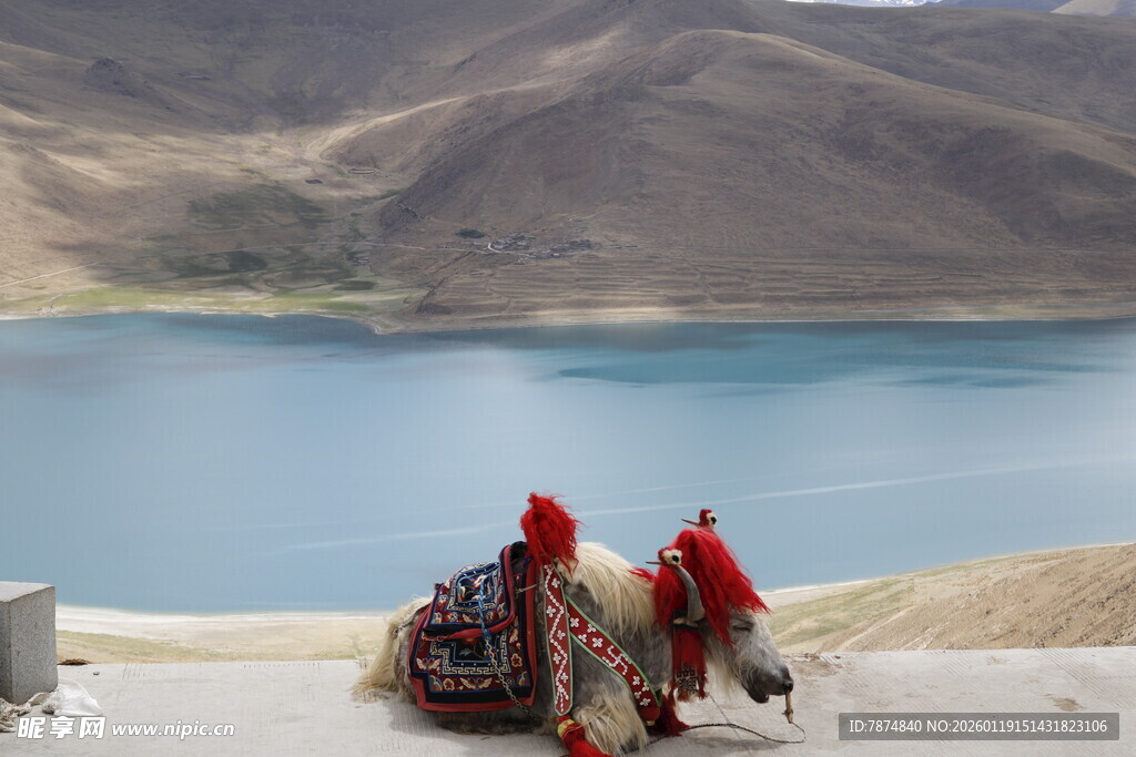 湖畔驼队 旅人赏景的静谧时刻